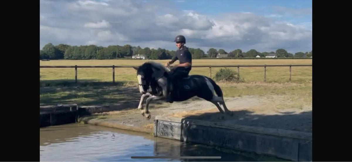 Horse for sale - Image 4