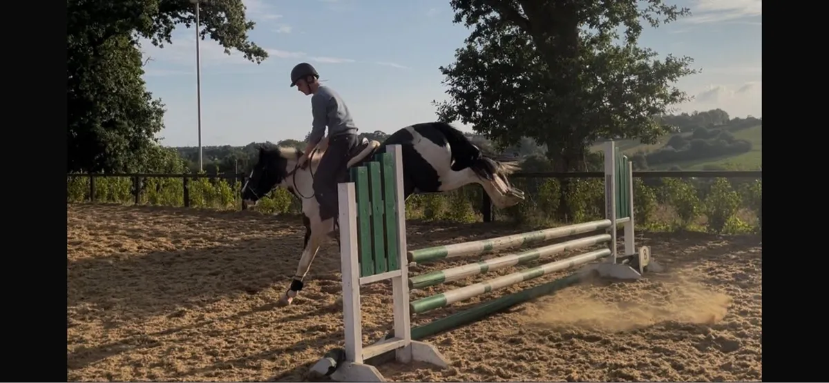 Horse for sale - Image 2