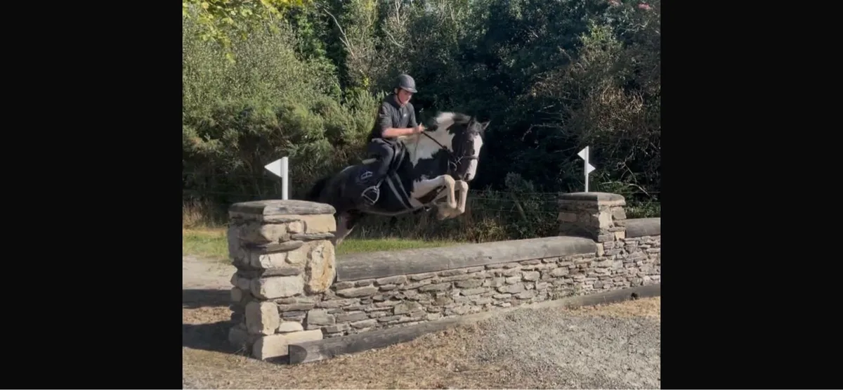 Horse for sale - Image 1