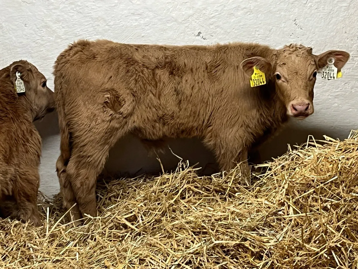 2 Golden CH Bull Calves - Image 1