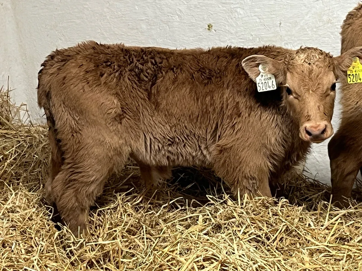 2 Golden CH Bull Calves - Image 2