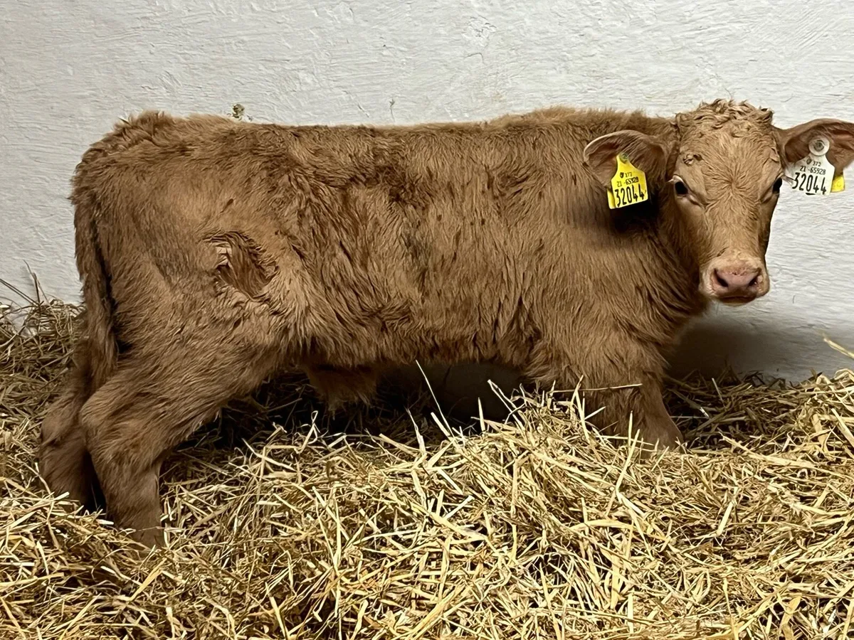 2 Golden CH Bull Calves - Image 3