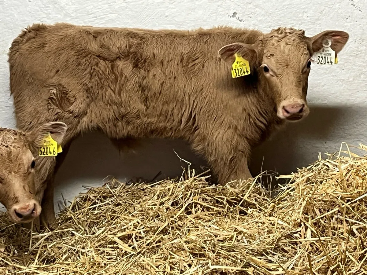 2 Golden CH Bull Calves - Image 4