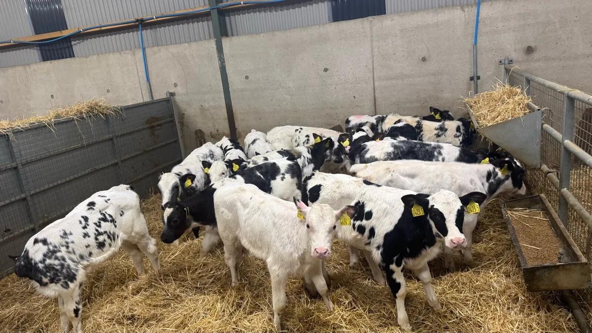 Belgian Blue Heifers - Image 1