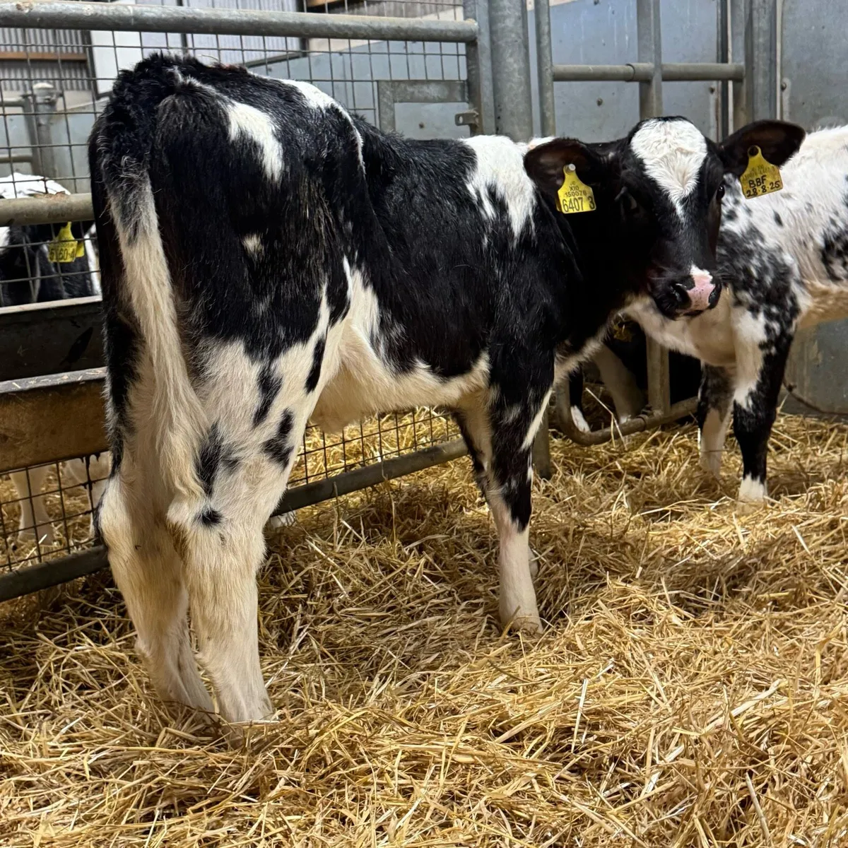 Belgian Blue Heifers - Image 2