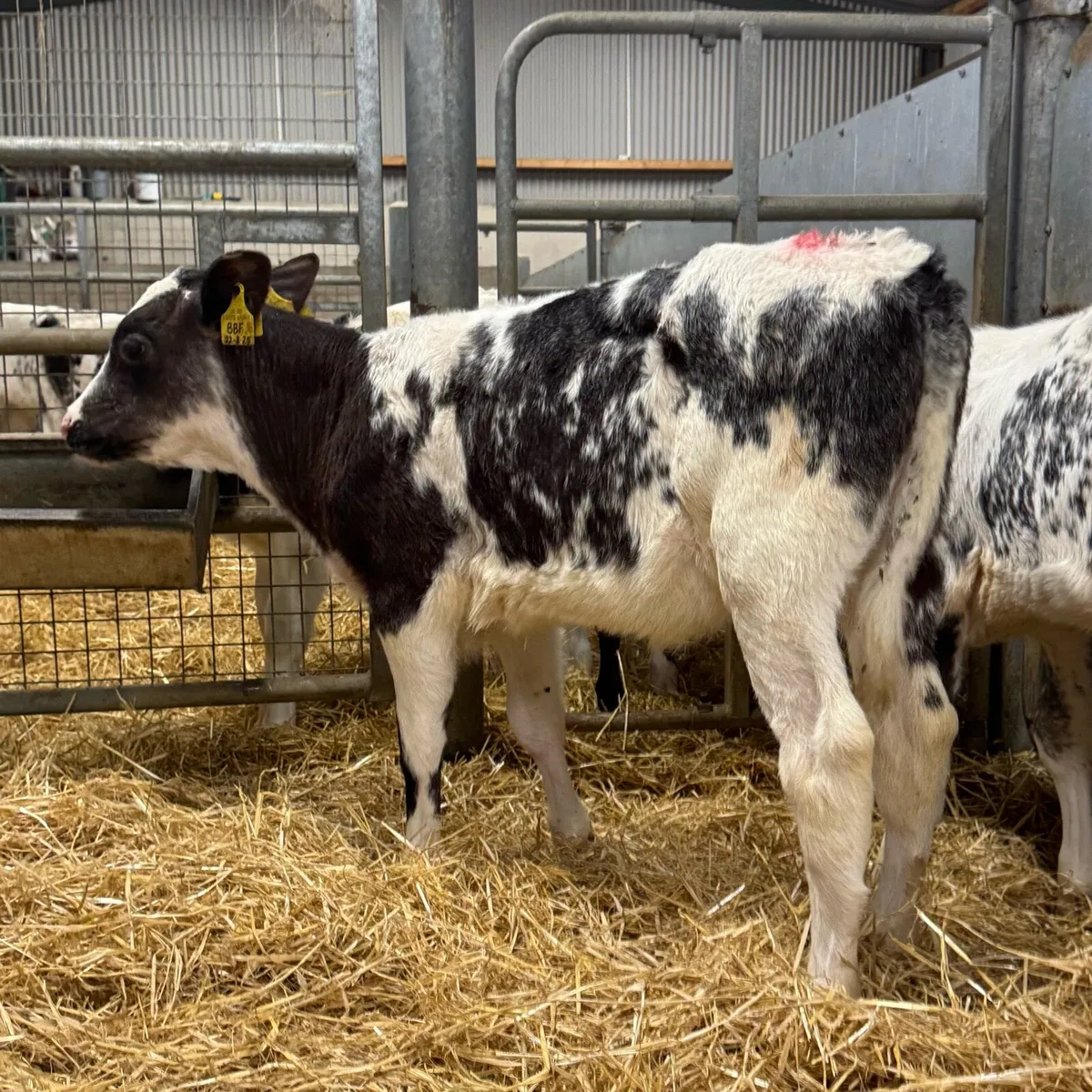 Belgian Blue Heifers - Image 3