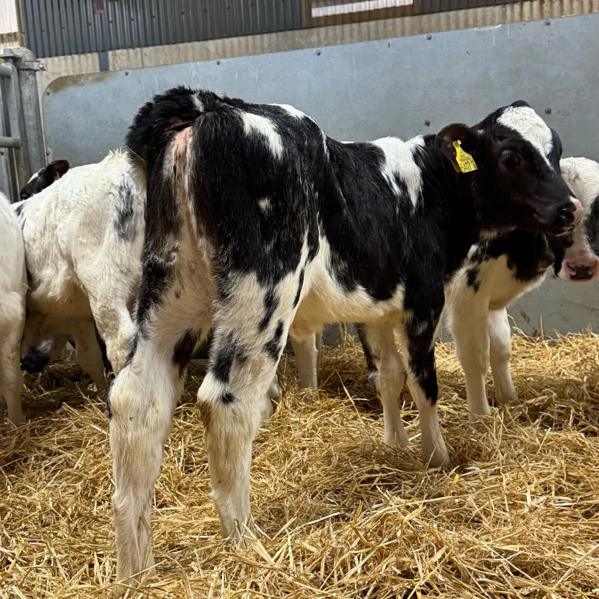 Belgian Blue Heifers - Image 4