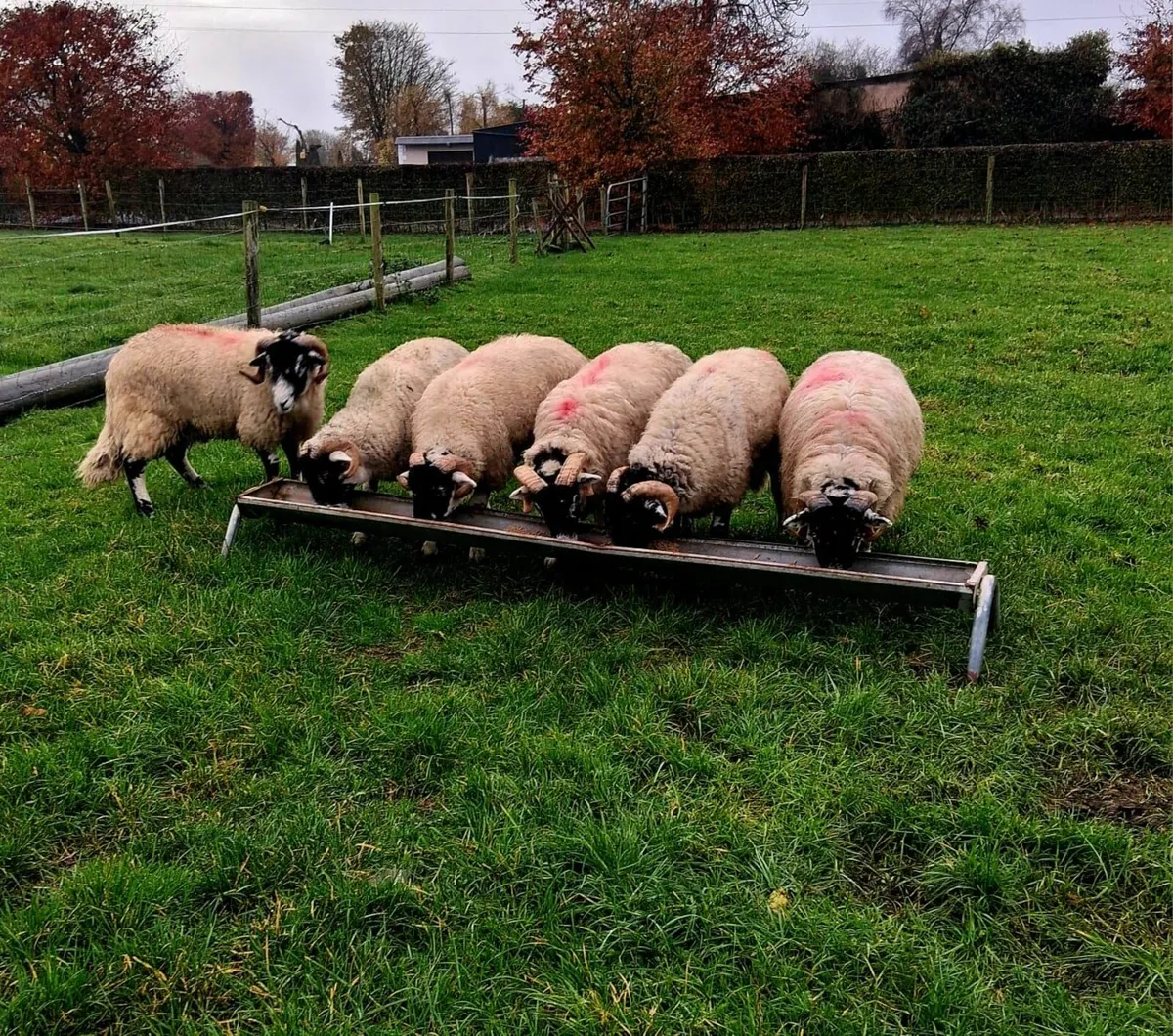 sheep - Image 2
