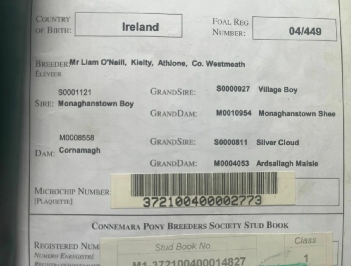 Connemara mare - Image 3