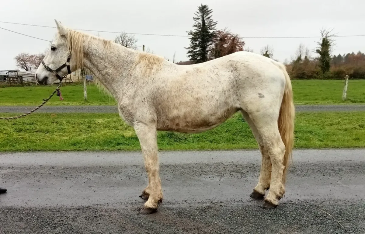 Connemara mare - Image 4