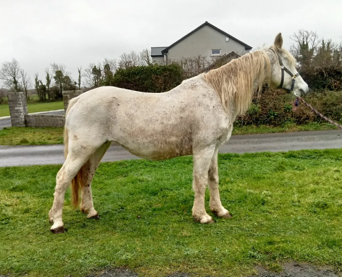 Connemara mare - Image 1