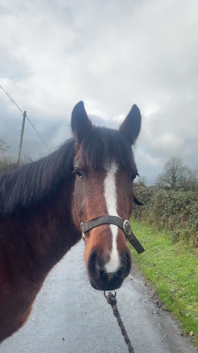 13.2 coming 3 year old - Image 1