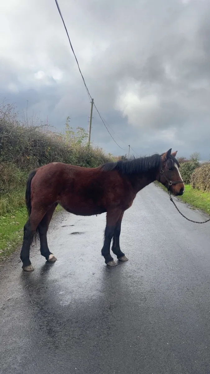 13.2 coming 3 year old - Image 2