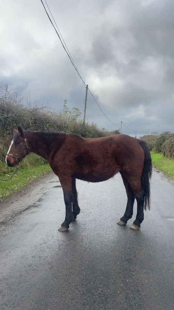 13.2 coming 3 year old - Image 3