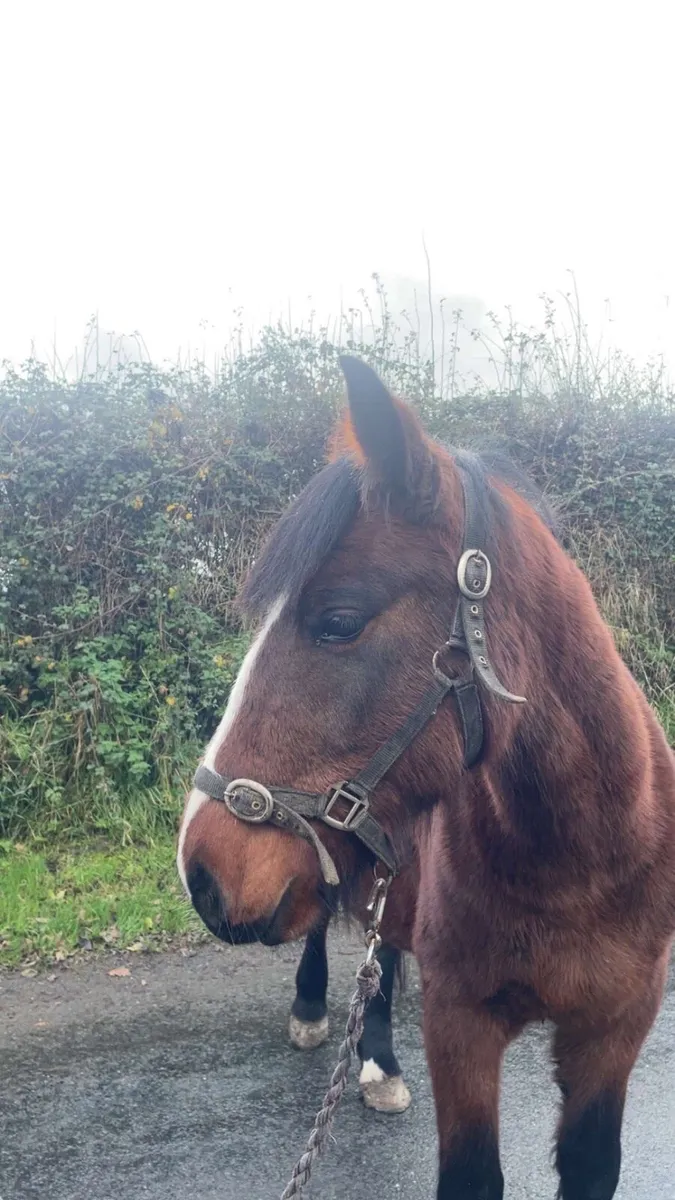 13.2 coming 3 year old - Image 4