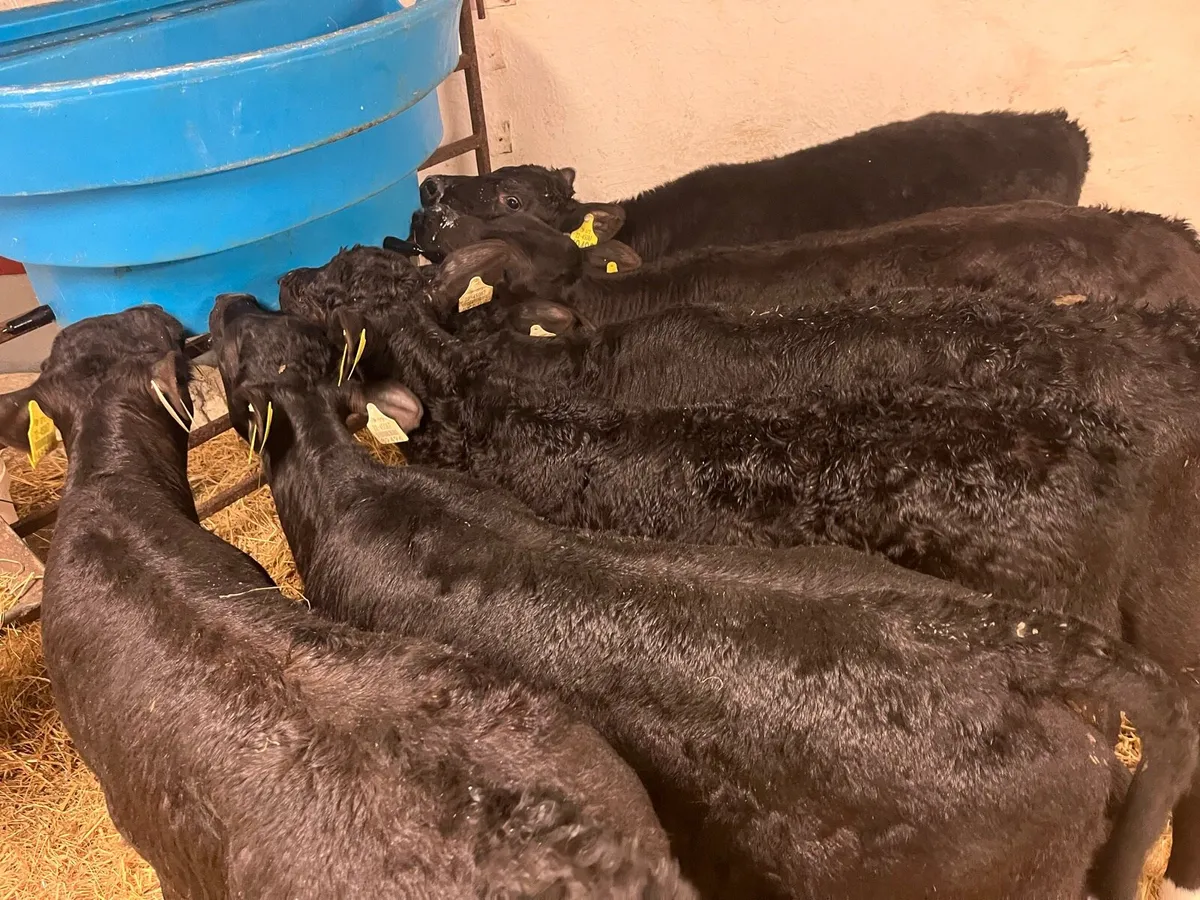 6 Super AA Bull Calves - From 1 Farm - Image 1