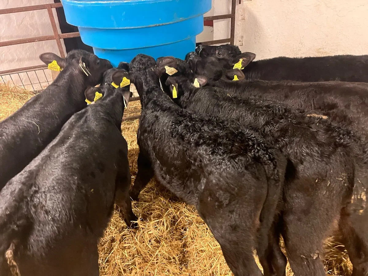 6 Super AA Bull Calves - From 1 Farm - Image 3