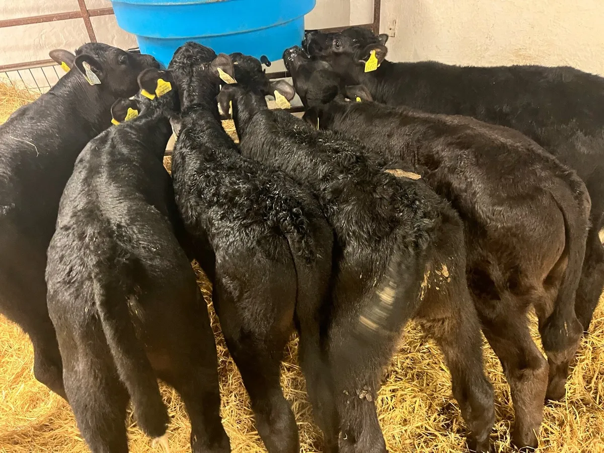 6 Super AA Bull Calves - From 1 Farm - Image 4