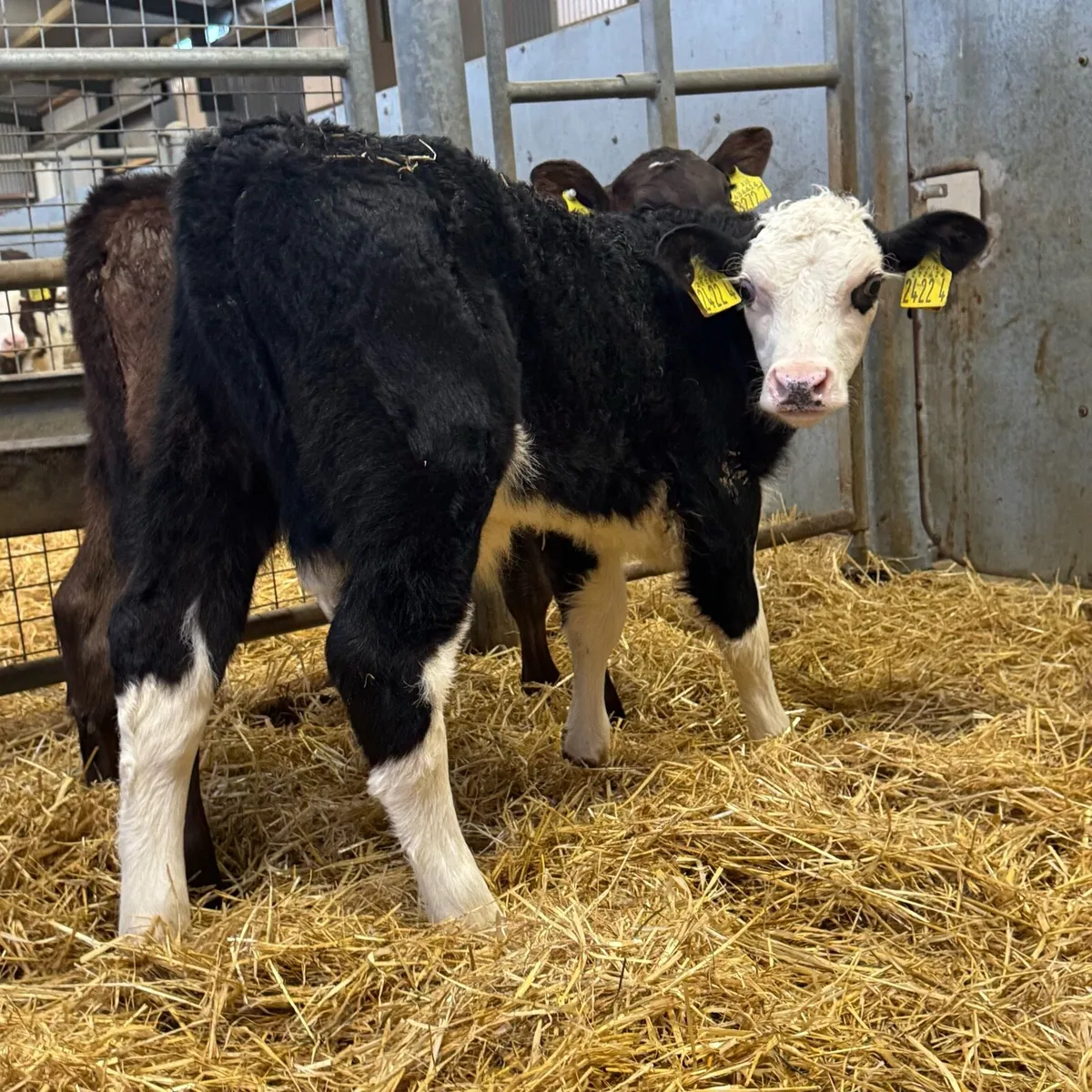 AA & Hereford Bulls - Image 1