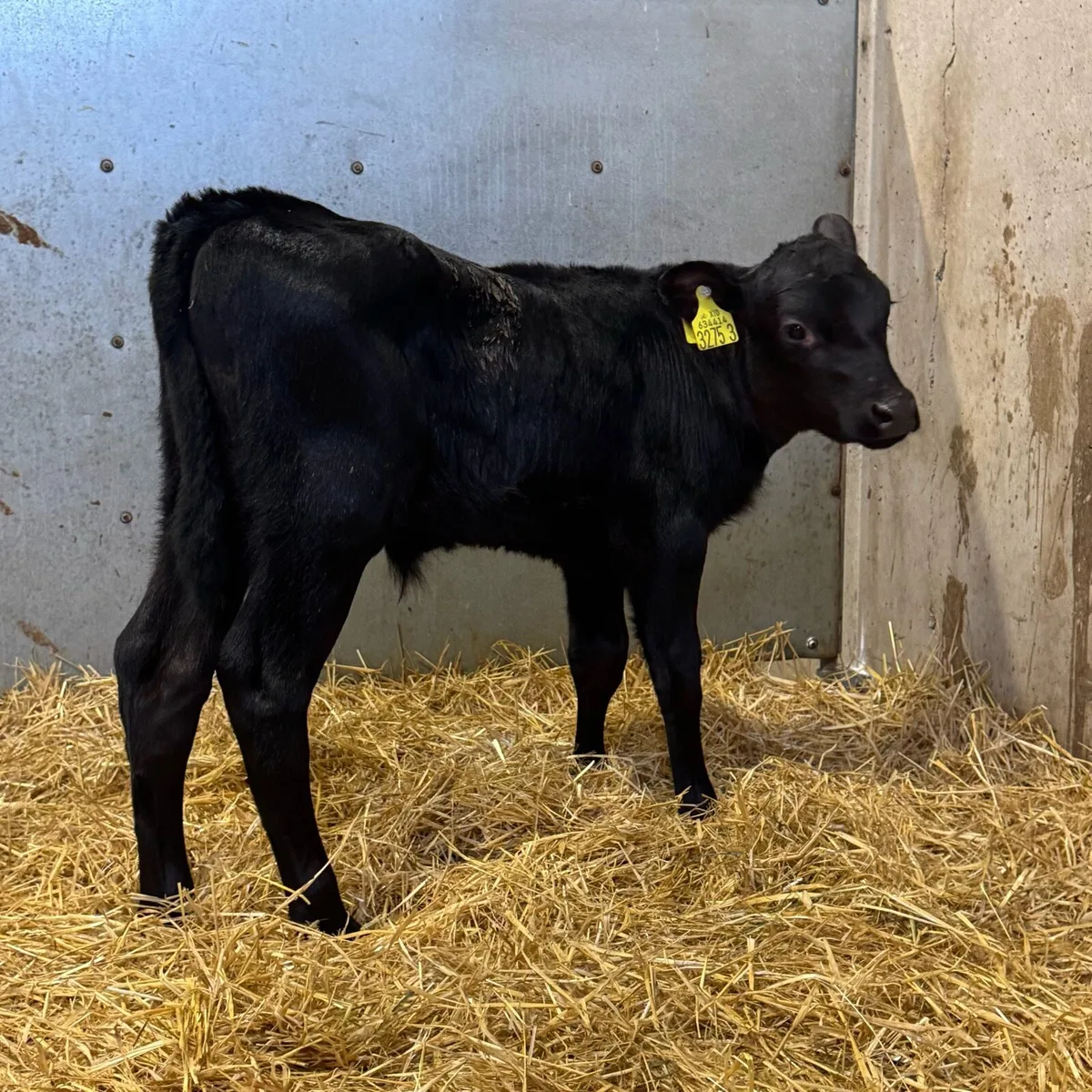 AA & Hereford Bulls - Image 2