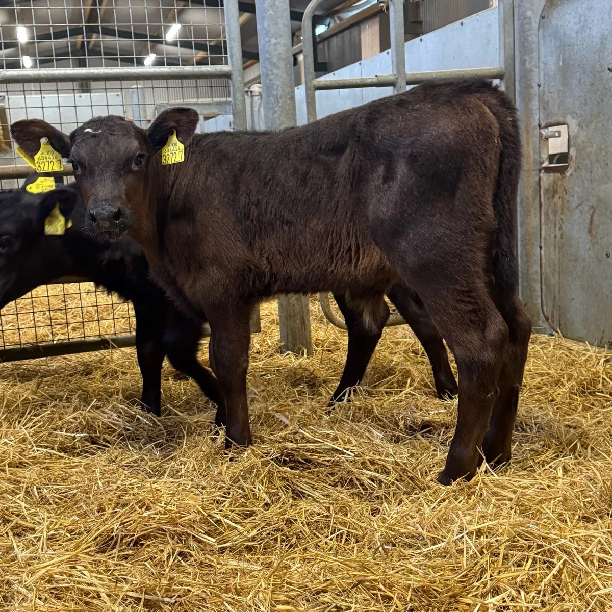 AA & Hereford Bulls - Image 3