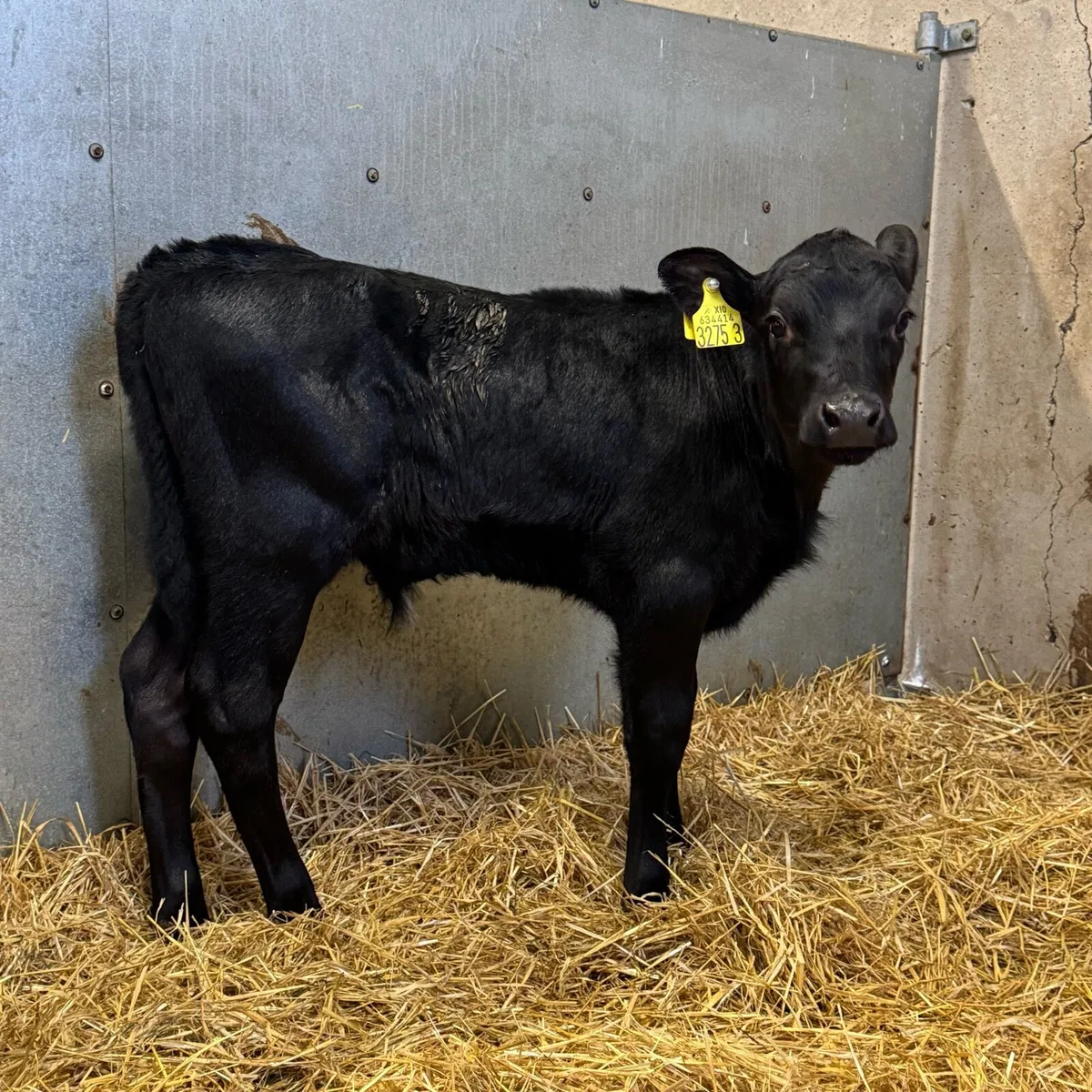 AA & Hereford Bulls - Image 4