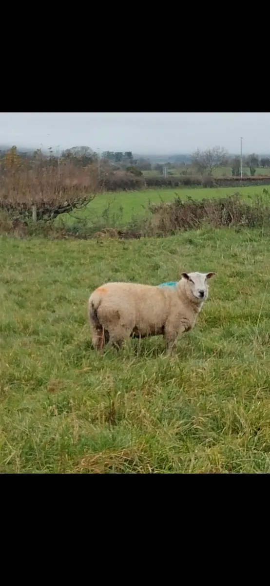 PBNR Charollais Ram Lambs - Image 1