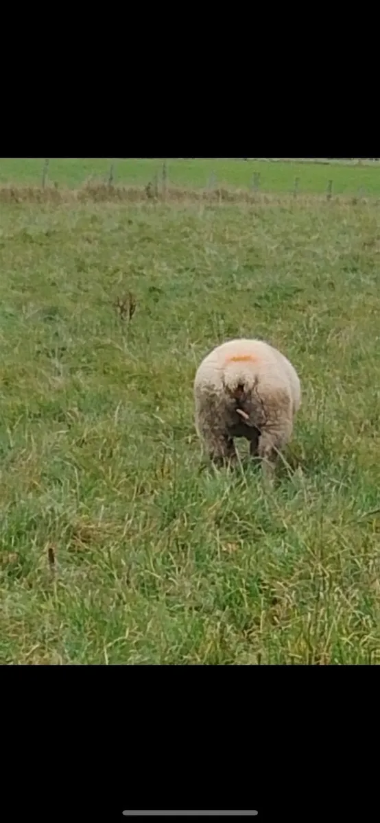 PBNR Charollais Ram Lambs - Image 2