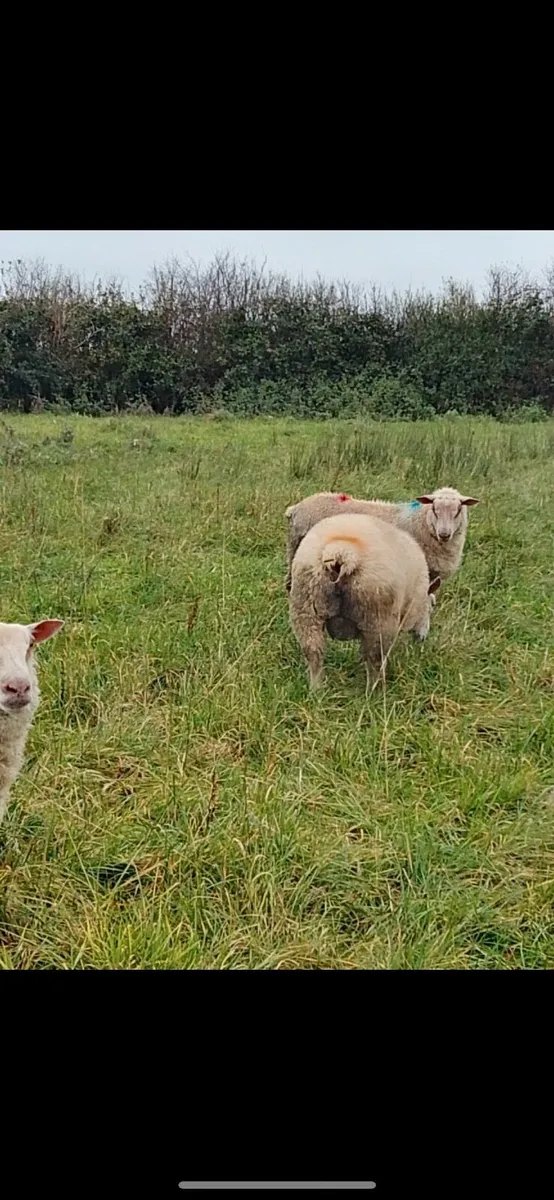 PBNR Charollais Ram Lambs - Image 4