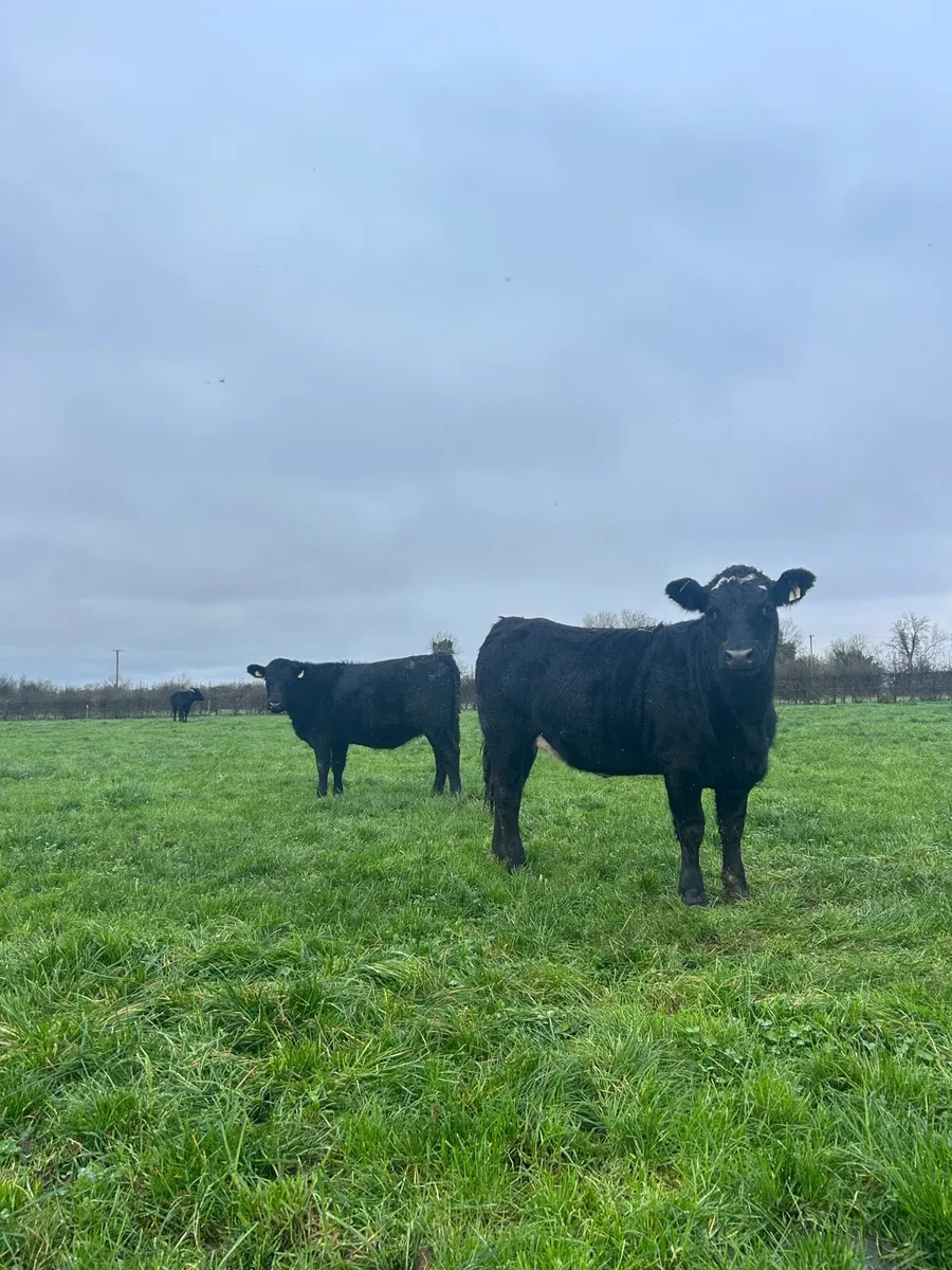 Aberdeen Angus Heifers - Image 1