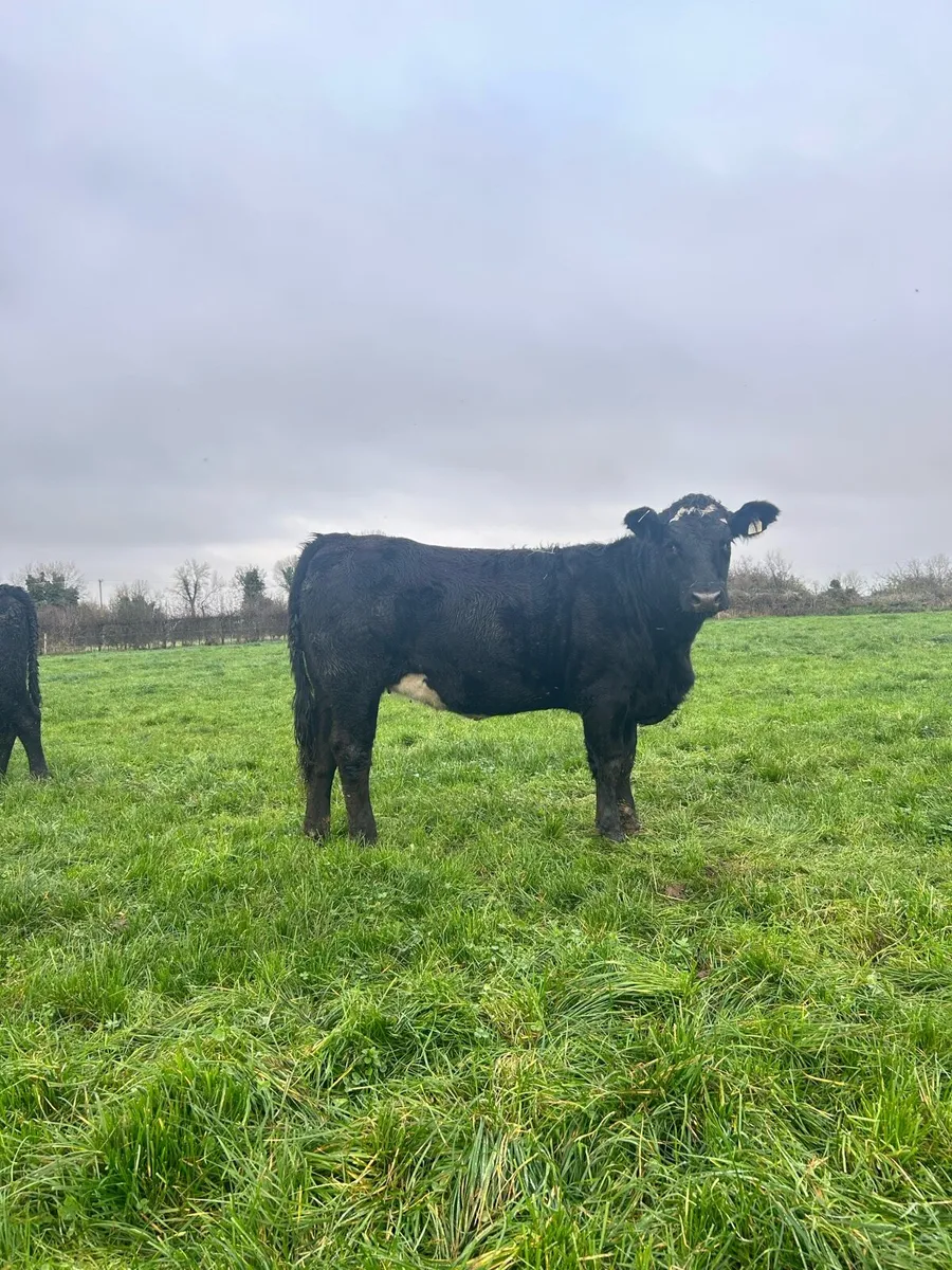Aberdeen Angus Heifers - Image 2