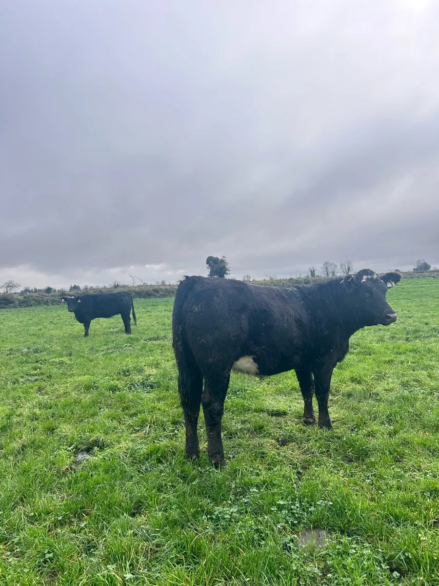 Aberdeen Angus Heifers - Image 3