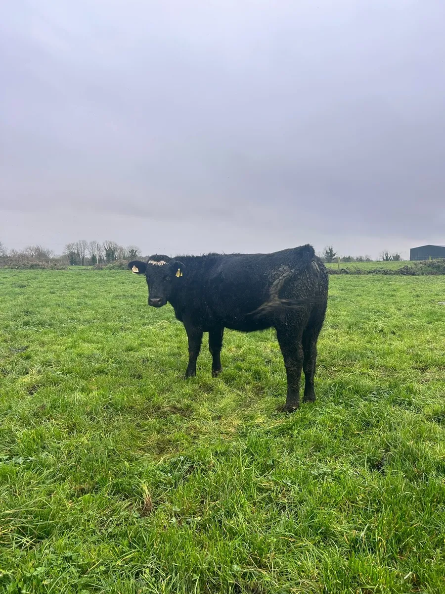 Aberdeen Angus Heifers - Image 4