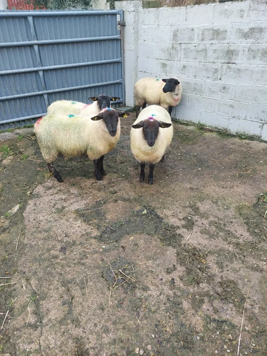 Four Suffolk Ewe lambs