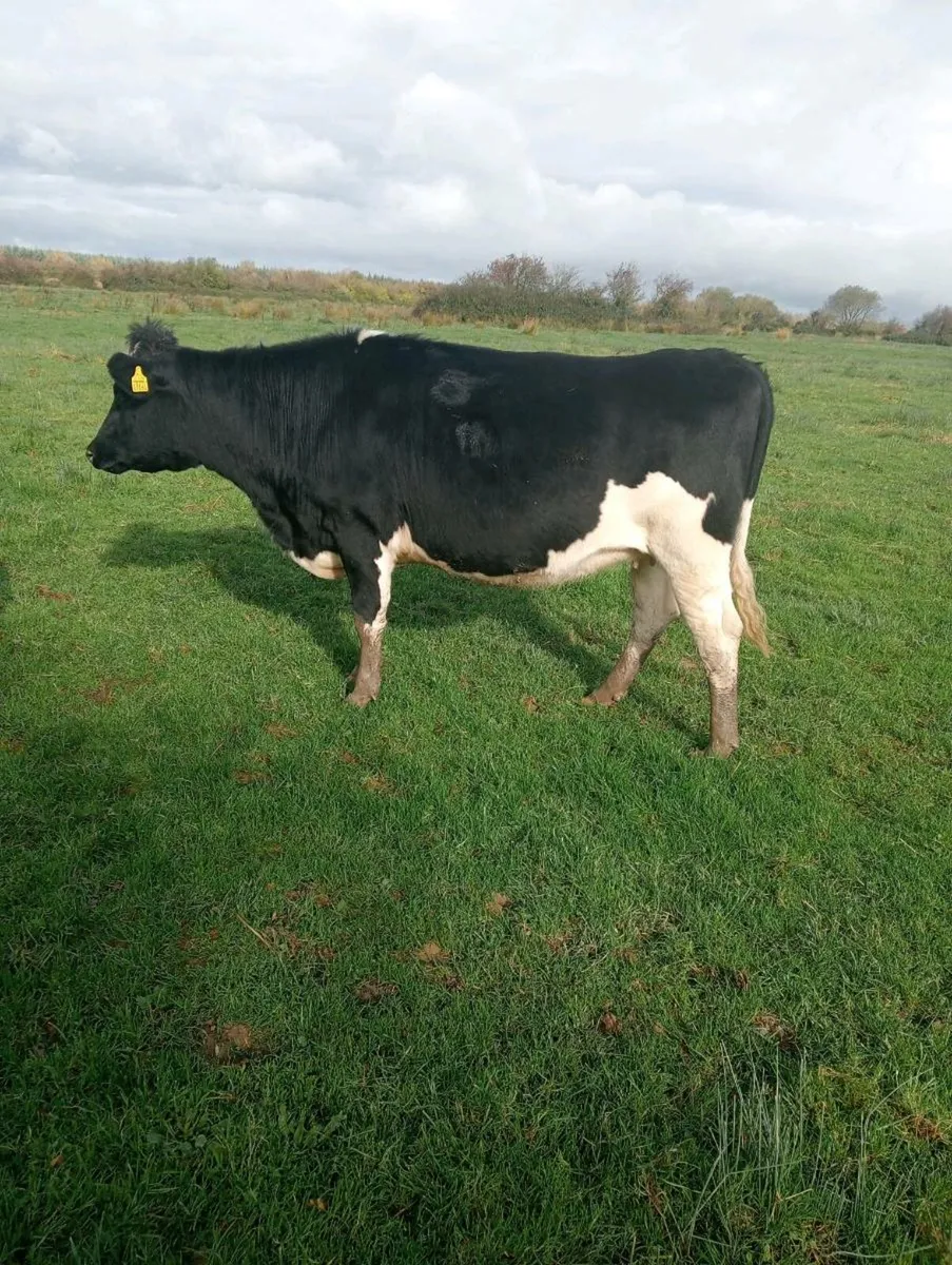 Dairy Heffers - Image 1