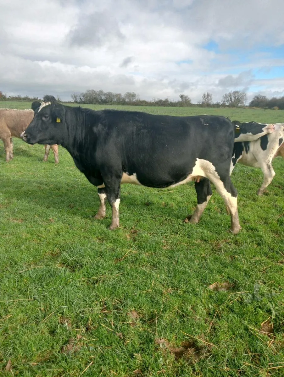 Dairy Heffers - Image 2