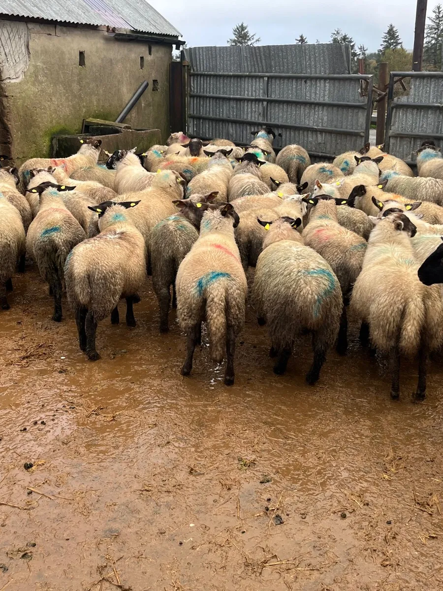 Ewe lambs - Image 1
