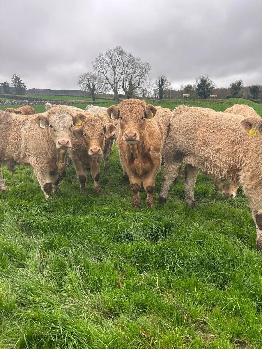 Super ch bulls - Image 1