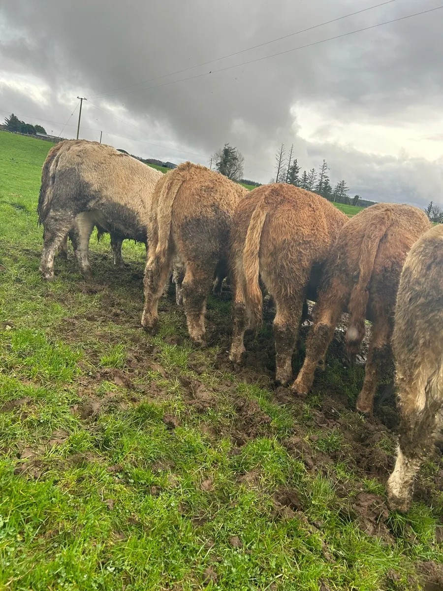 Super ch bulls - Image 3