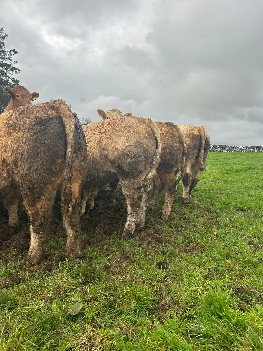 Super ch bulls - Image 4