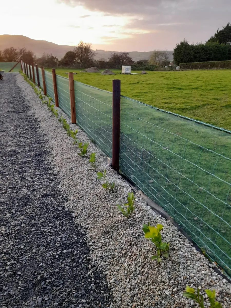 Laurel Hedging - Image 3