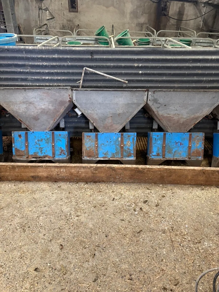 Cashman feeders - Image 2