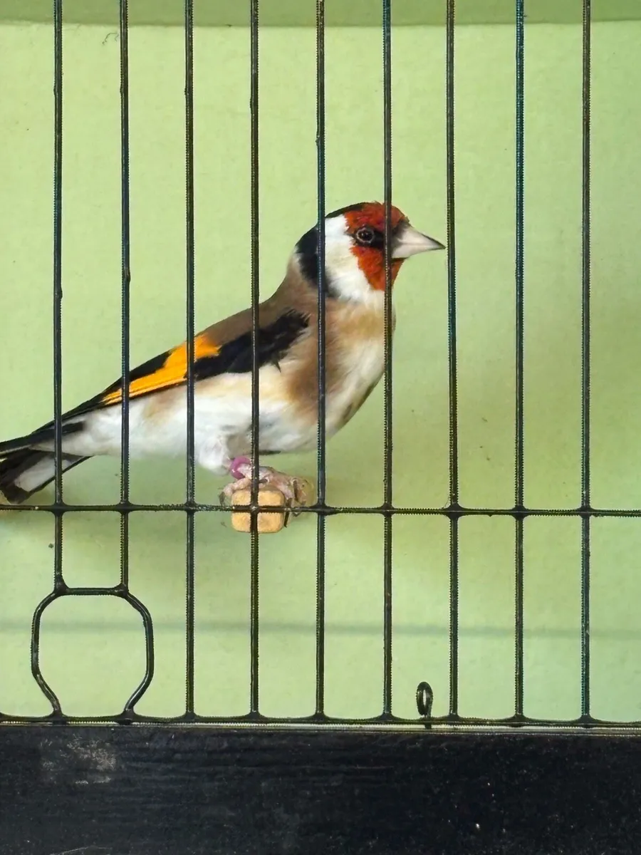 Siberian goldfinches Aviary Breed - Image 1