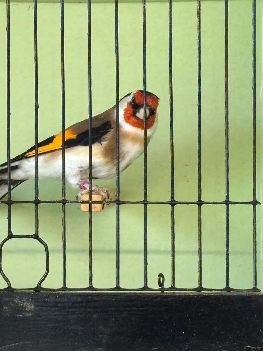 Siberian goldfinches Aviary Breed - Image 2