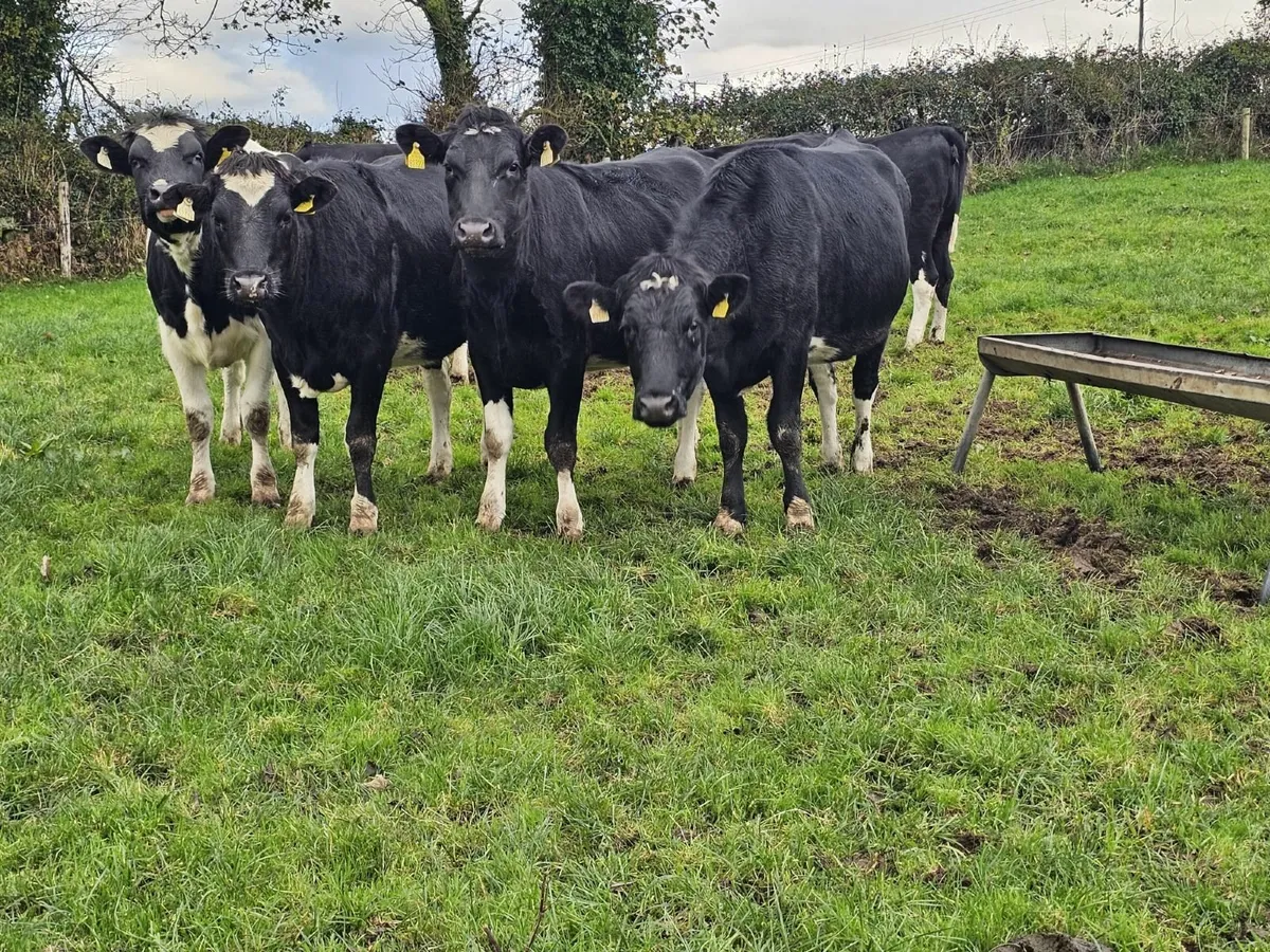 In-calf heifers - Image 2