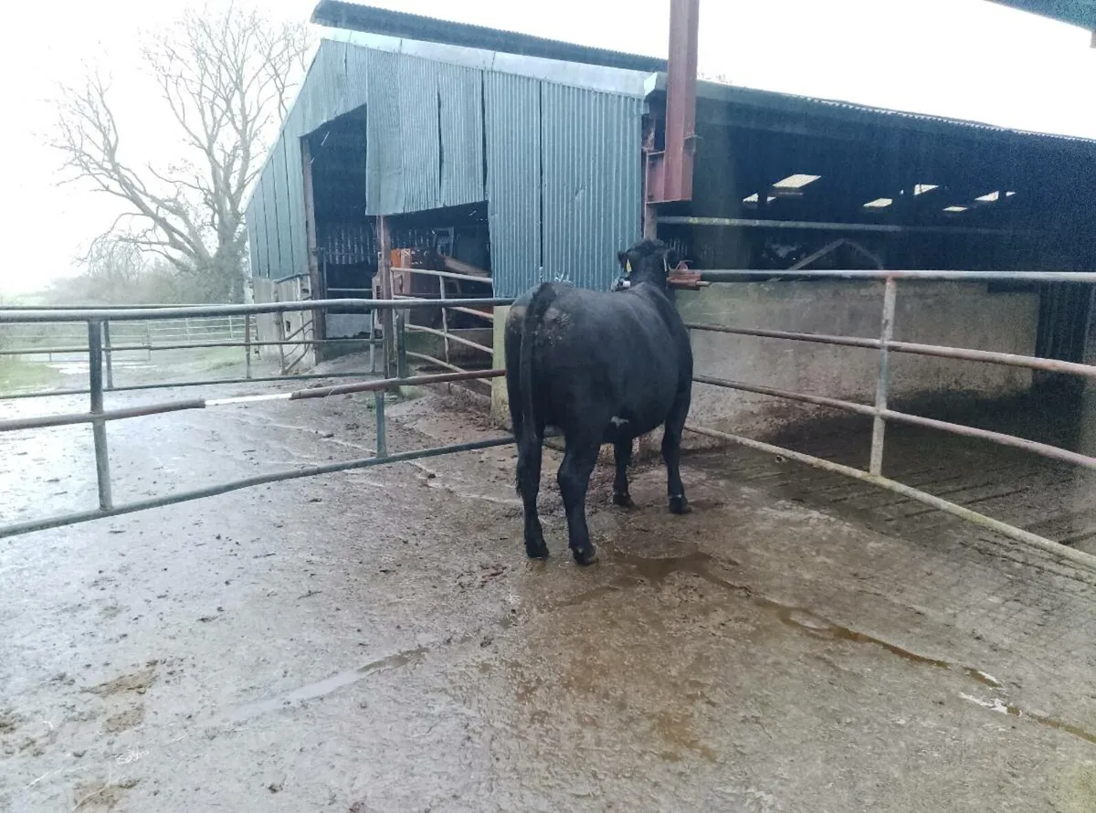 Organic Angus heifer - Image 1