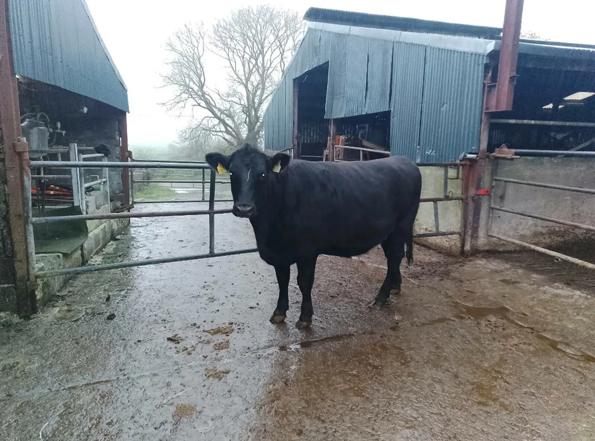 Organic Angus heifer - Image 2