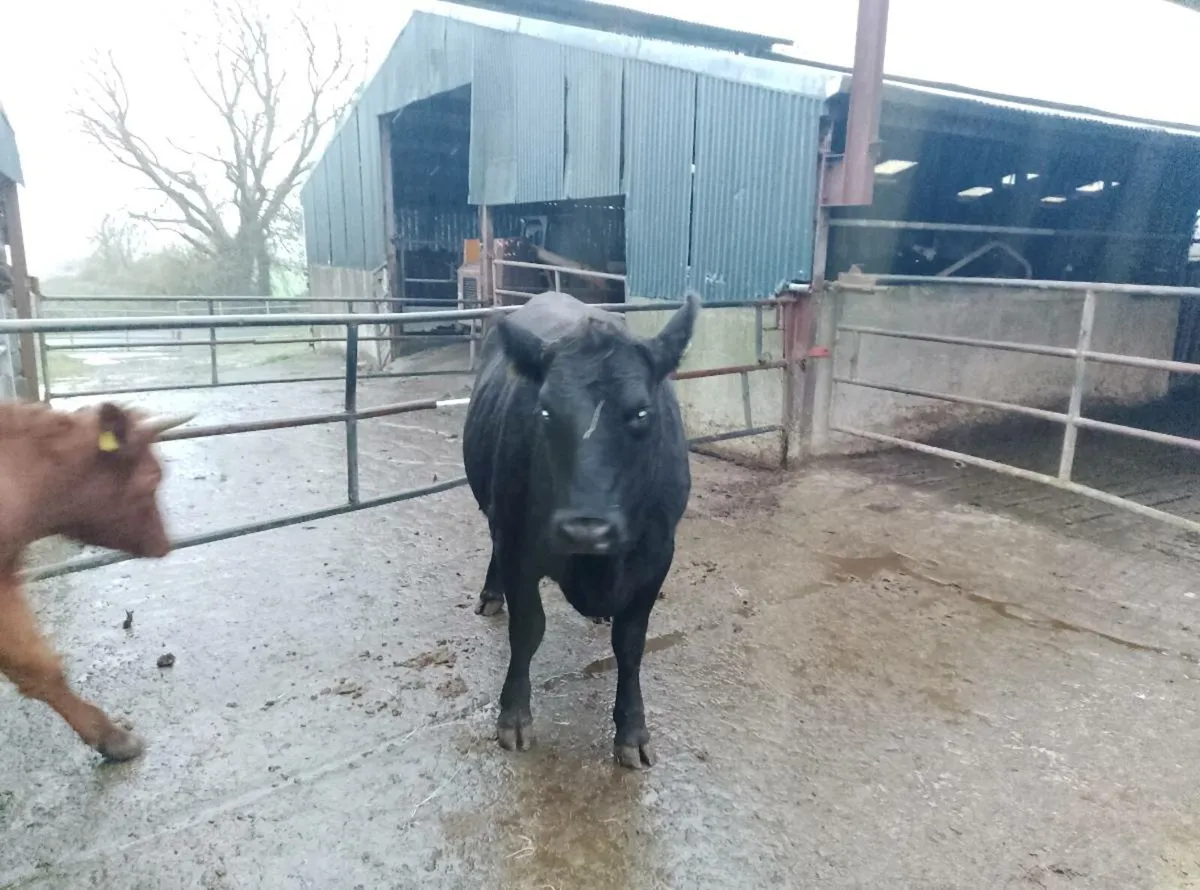 Organic Angus heifer - Image 3