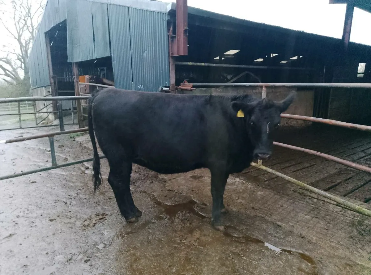 Organic Angus heifer - Image 4