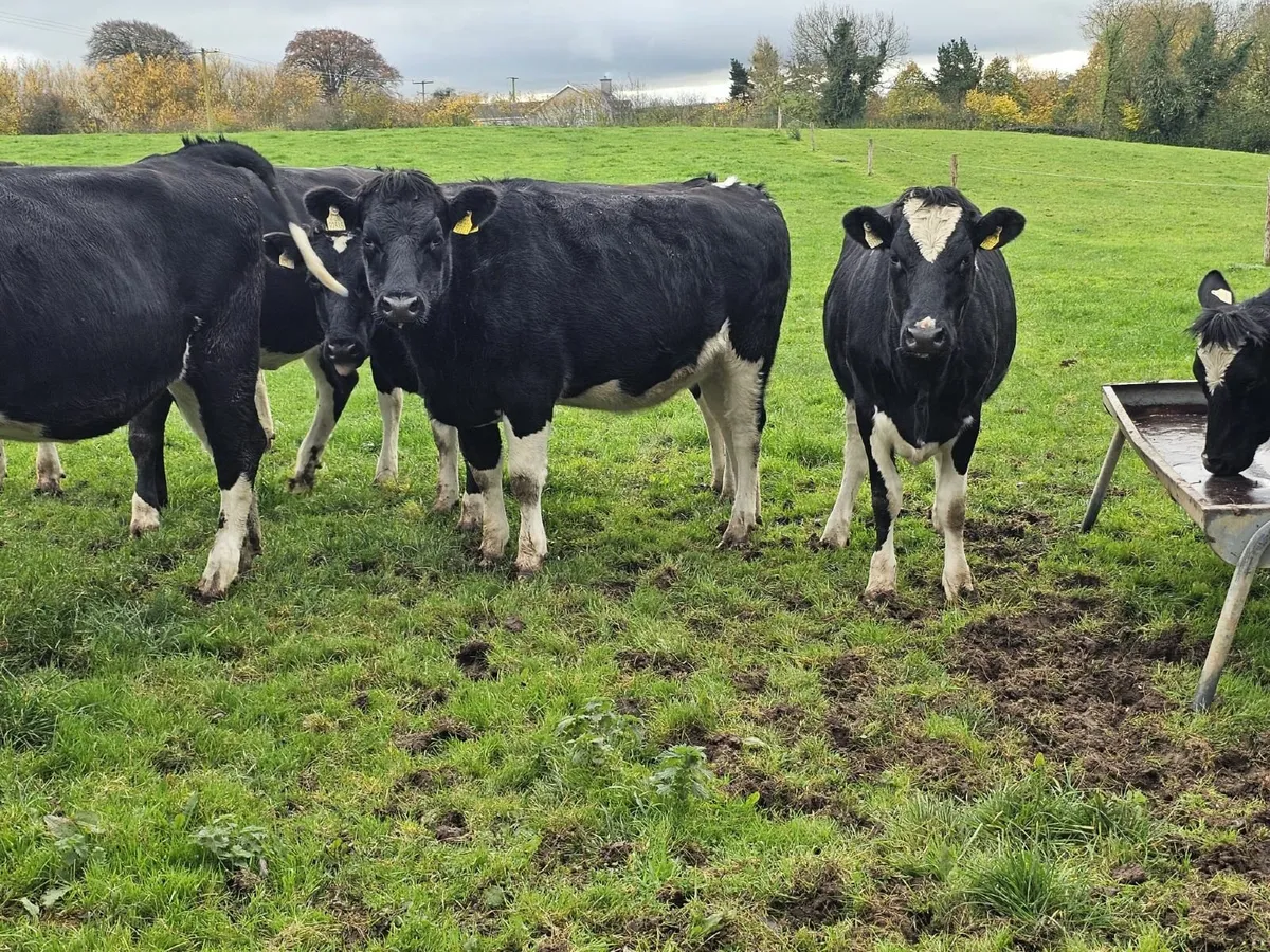 In-calf heifers - Image 3
